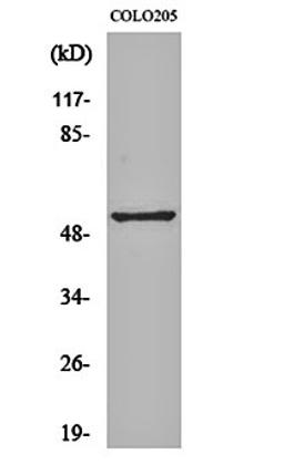 Western blot analysis of COLO205 cell lysates using Melanopsin antibody