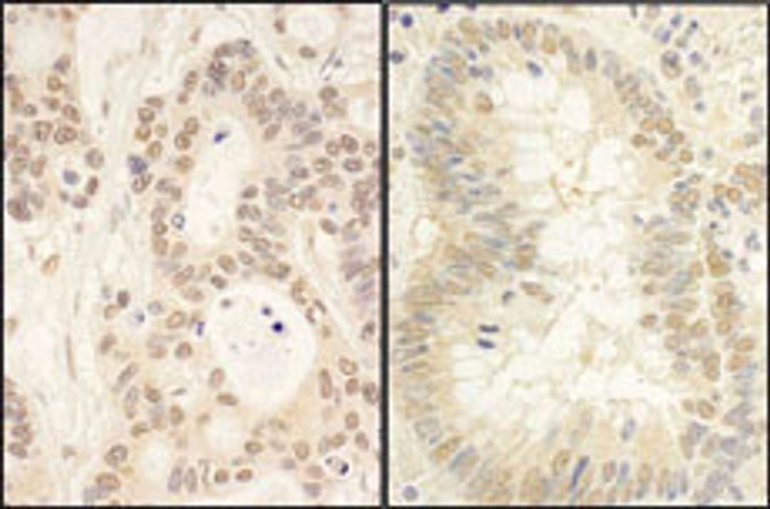 Detection of human FAF1 by immunohistochemistry.