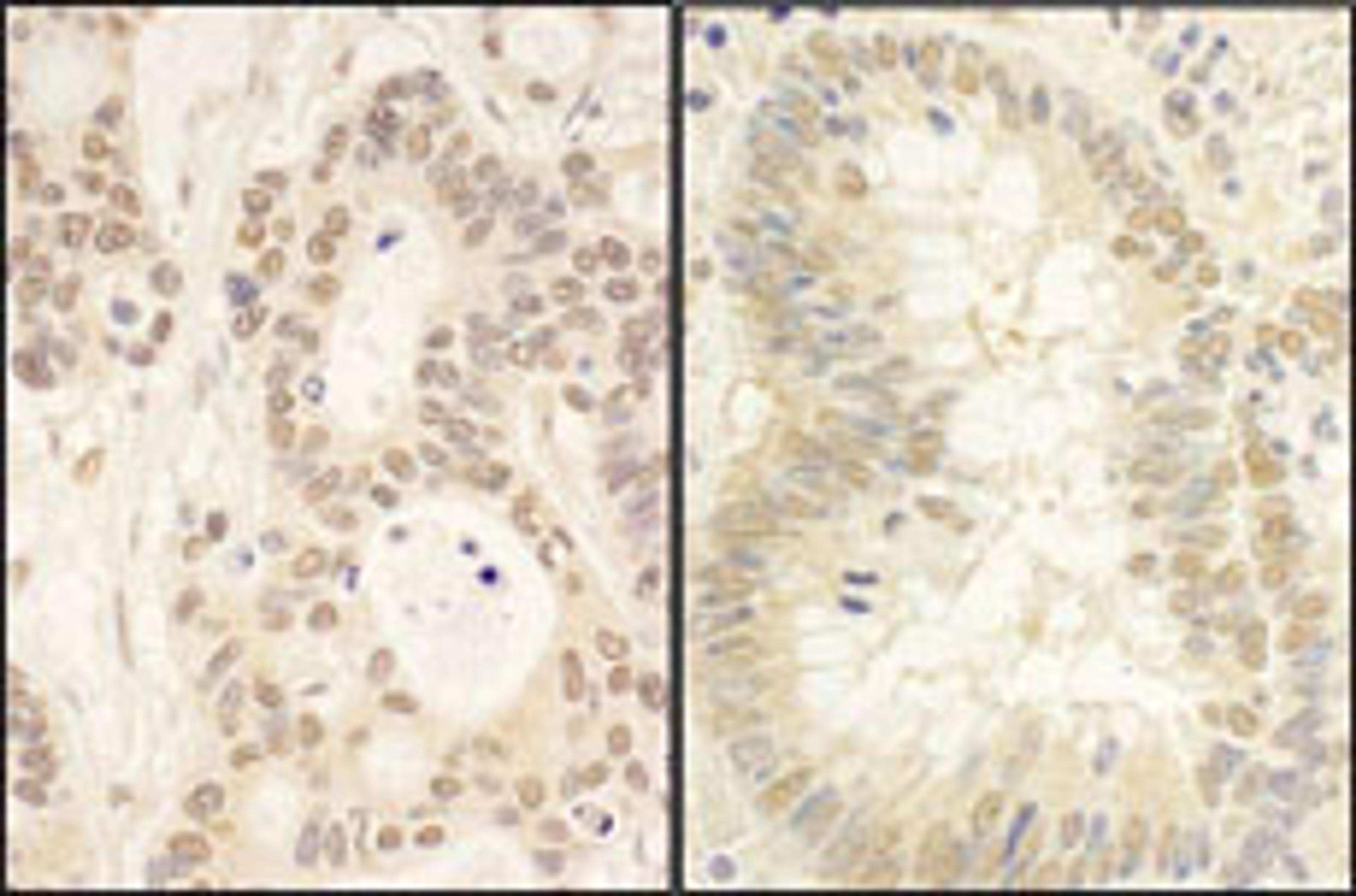 Detection of human FAF1 by immunohistochemistry.