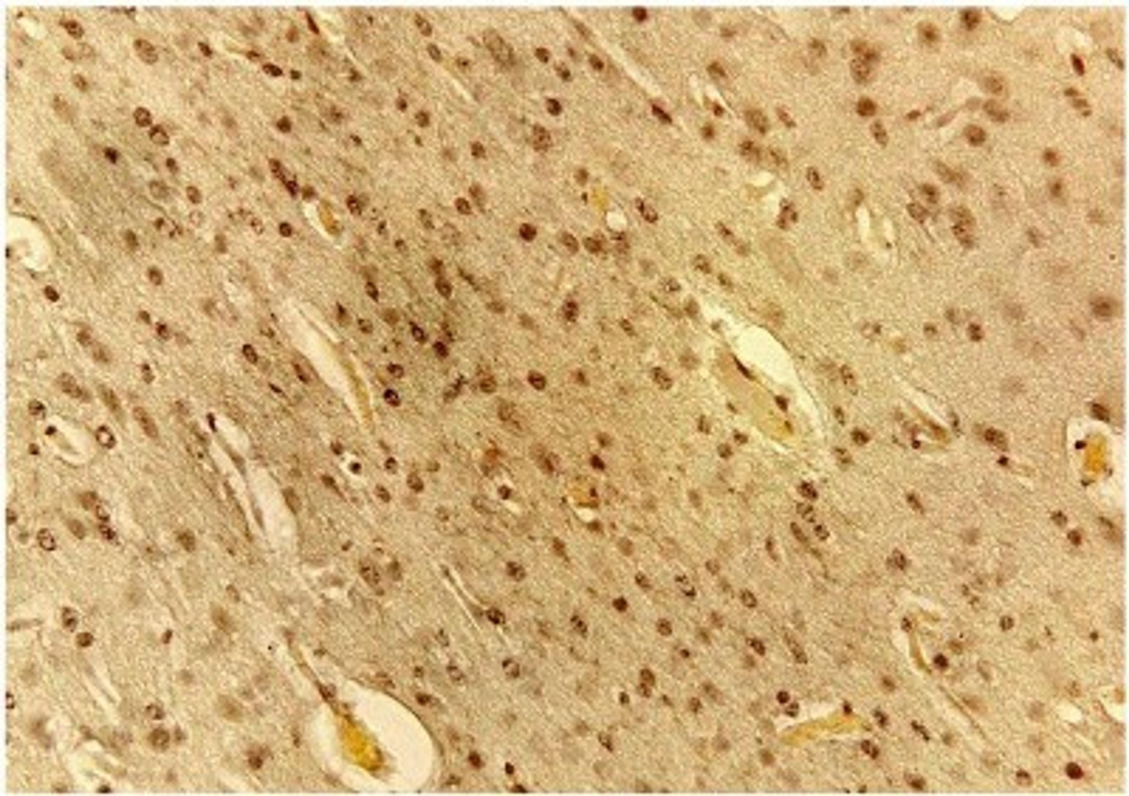 Immunohistochemistry-Paraffin: VEGF Antibody (VG76e) [NB100-648] - IHC analysis of VEGF in fetal sheep brain tissue. Image courtesy of anonymous customer review.