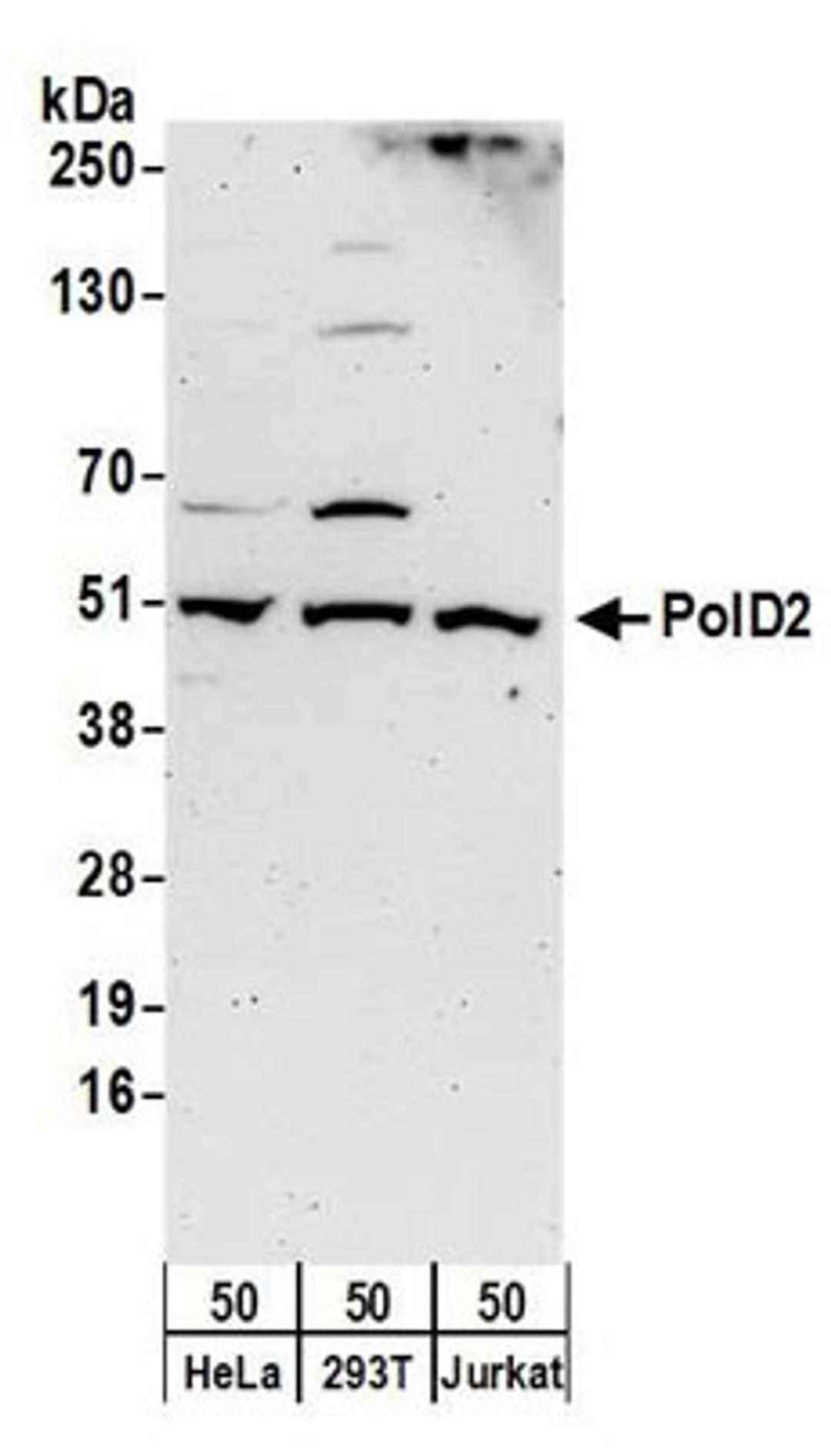 Detection of human PolD2 by western blot.