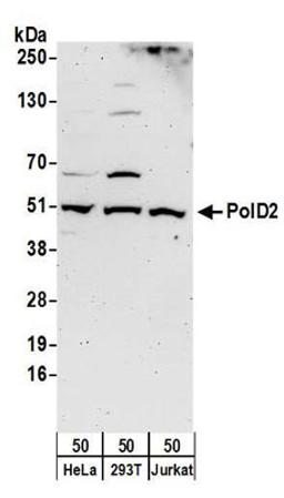 Detection of human PolD2 by western blot.