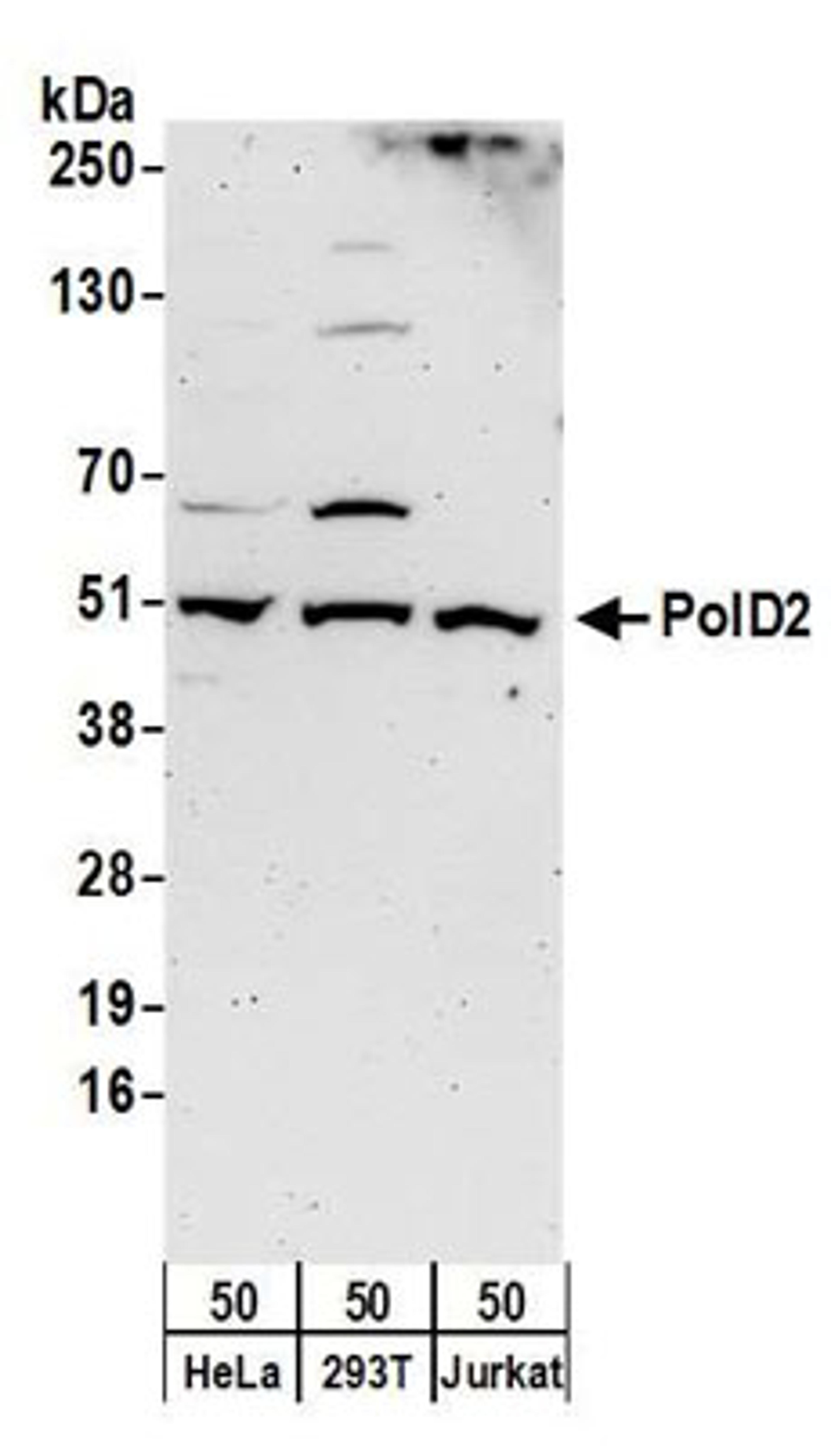 Detection of human PolD2 by western blot.