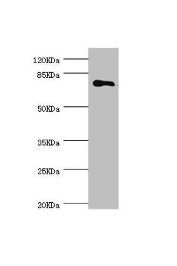 Western blot. All lanes: MGAT1 antibody at 1.18µg/ml + 293T whole cell lysate. Secondary. Goat polyclonal to rabbit IgG at 1/10000 dilution. Predicted band size: 75 kDa. Observed band size: 75 kDa
