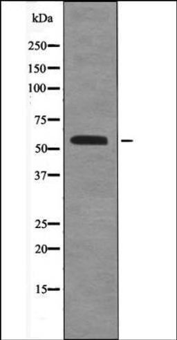 Western blot analysis of COS7 whole cell lysates using BLK -Phospho-Tyr389- antibody