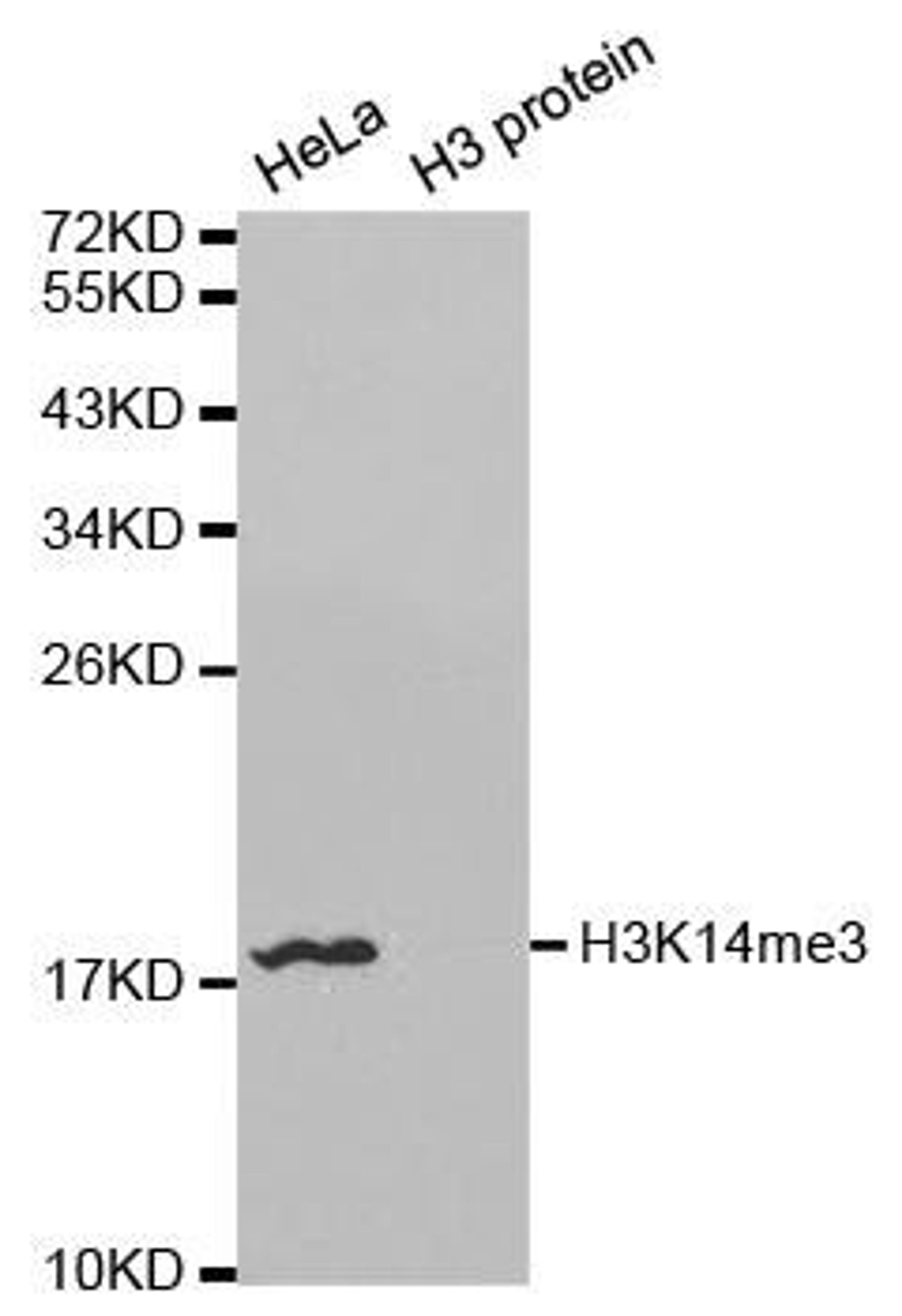 Western blot analysis of extracts of HeLa and H3 protein using HIST3H3 antibody