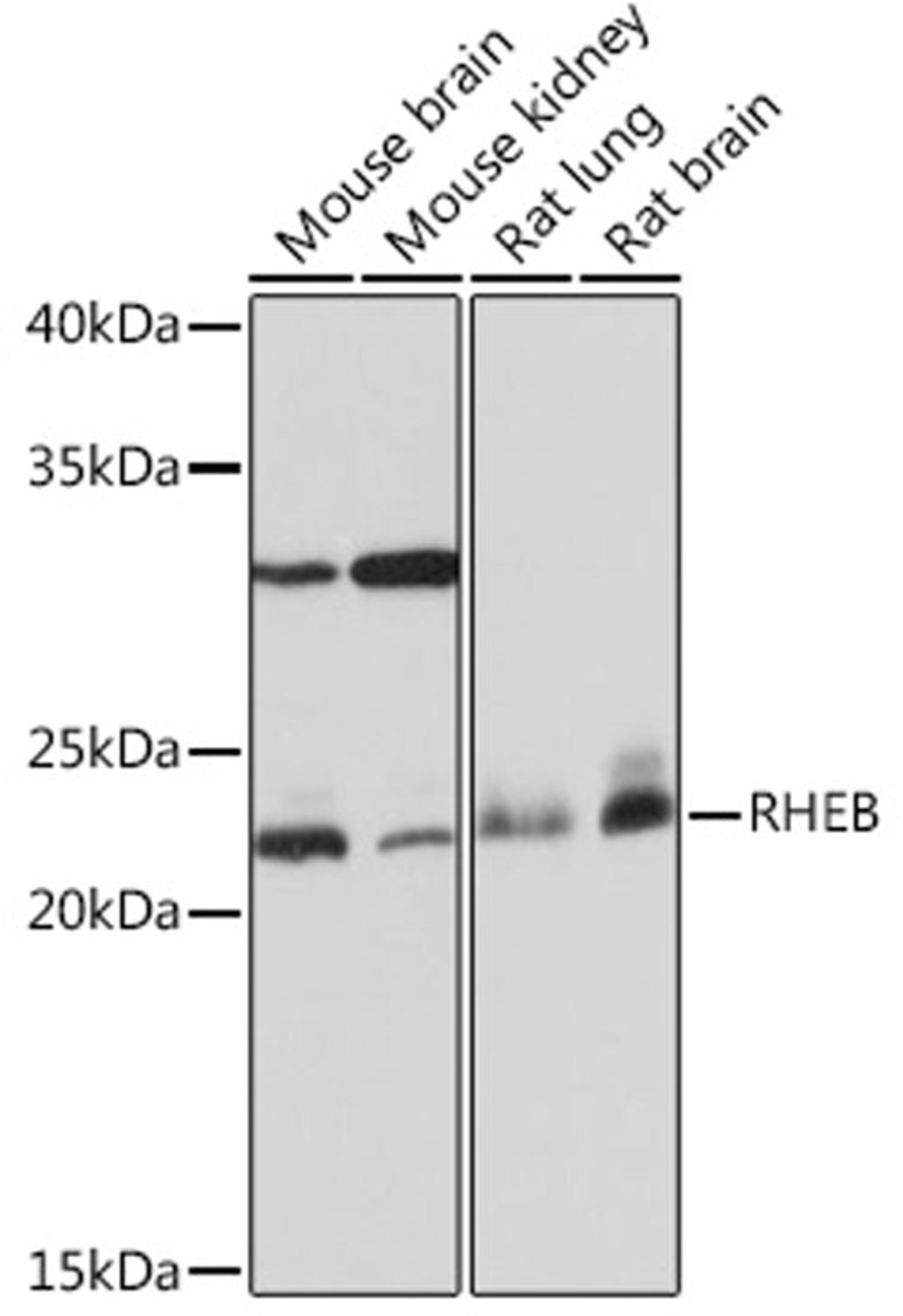 Western blot - RHEB Rabbit mAb (A3702)