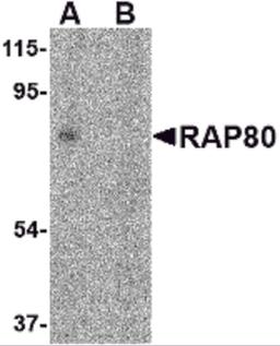 Western blot analysis of RAP80 in 293 cell lysate in (A) the absence and (B) presence of blocking peptide with RAP80 antibody at 2 μg/mL.