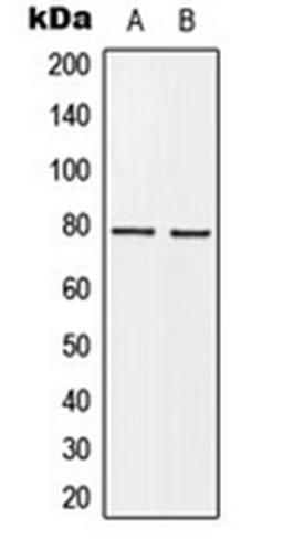 Western blot analysis of MCF7 (Lane 1), HeLa (Lane 2) whole cell lysates using BARD1 antibody