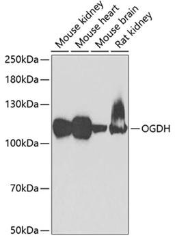 Western blot - OGDH antibody (A6391)