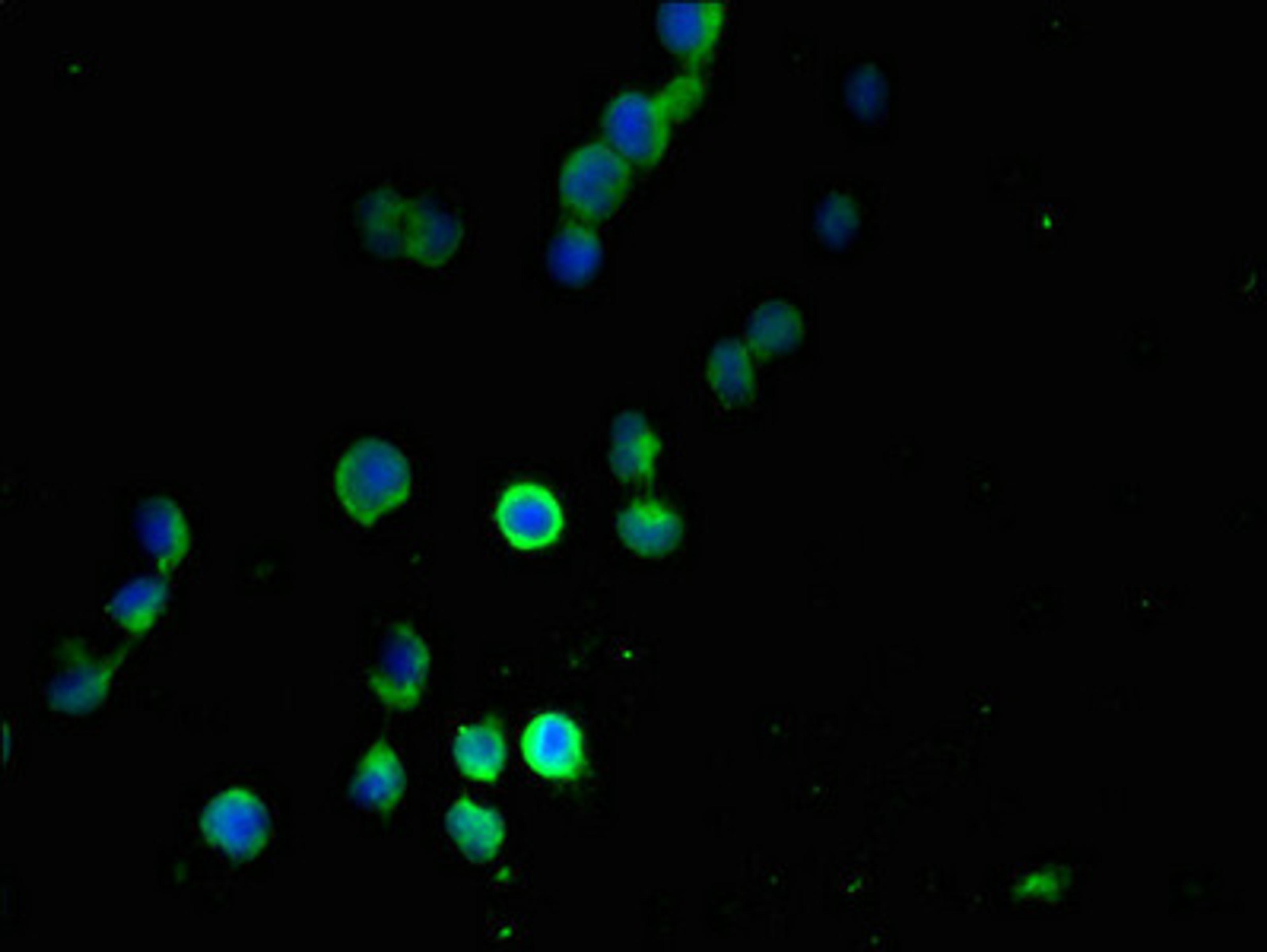 Immunofluorescent analysis of 293T cells using CSB-PA889080LA01HU at dilution of 1:100 and Alexa Fluor 488-congugated AffiniPure Goat Anti-Rabbit IgG(H+L)