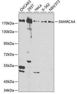 Western blot - SMARCA4 antibody (A2117)