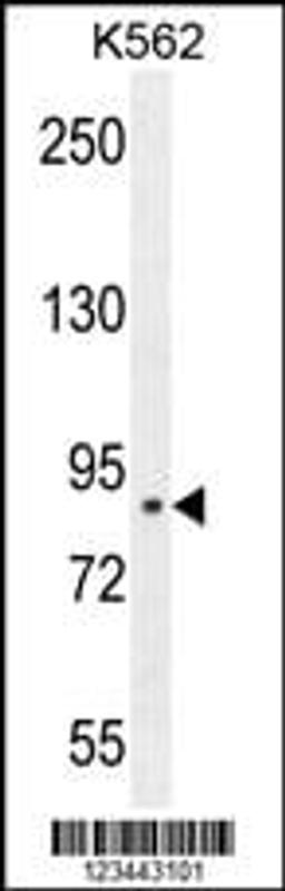 Western blot analysis in K562 cell line lysates (35ug/lane).