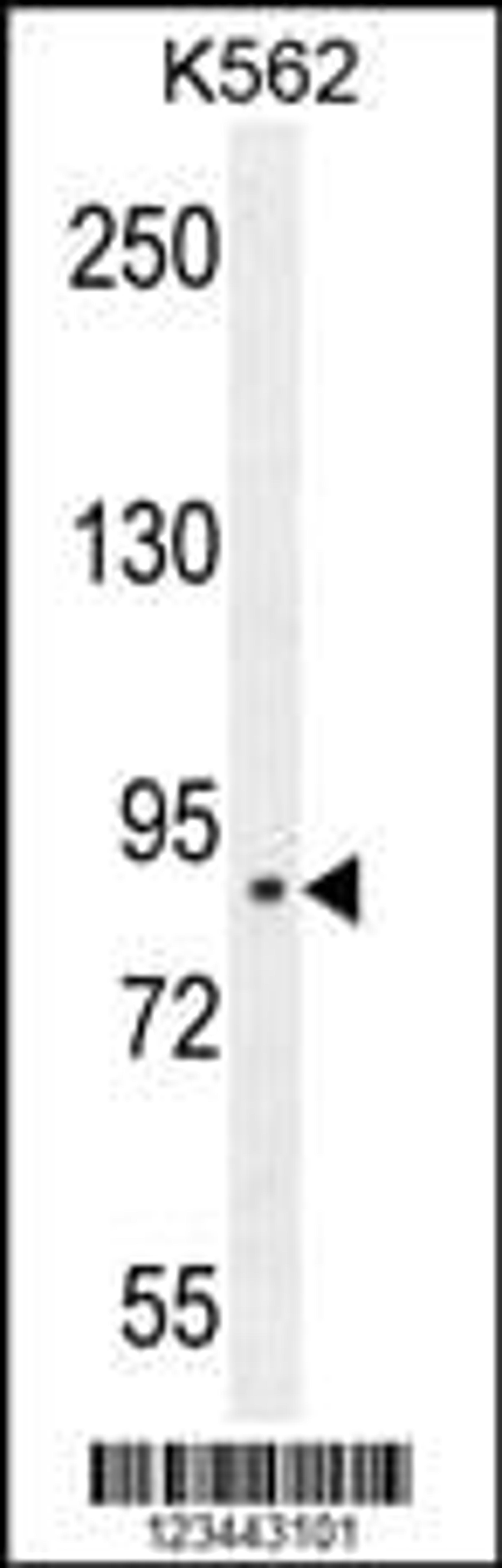 Western blot analysis in K562 cell line lysates (35ug/lane).