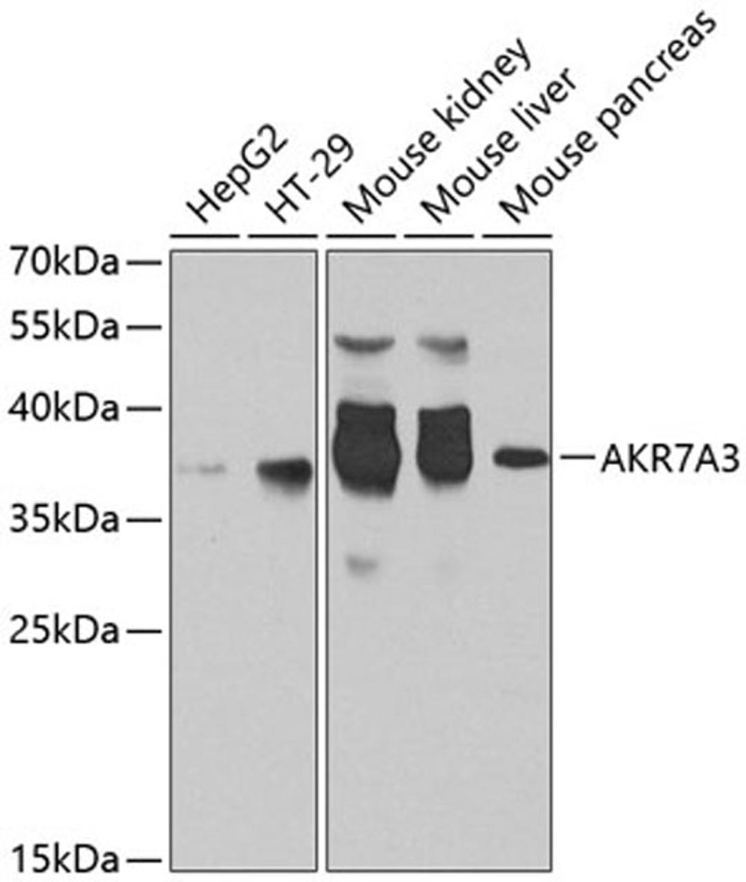 Western blot - AKR7A3 antibody (A8194)