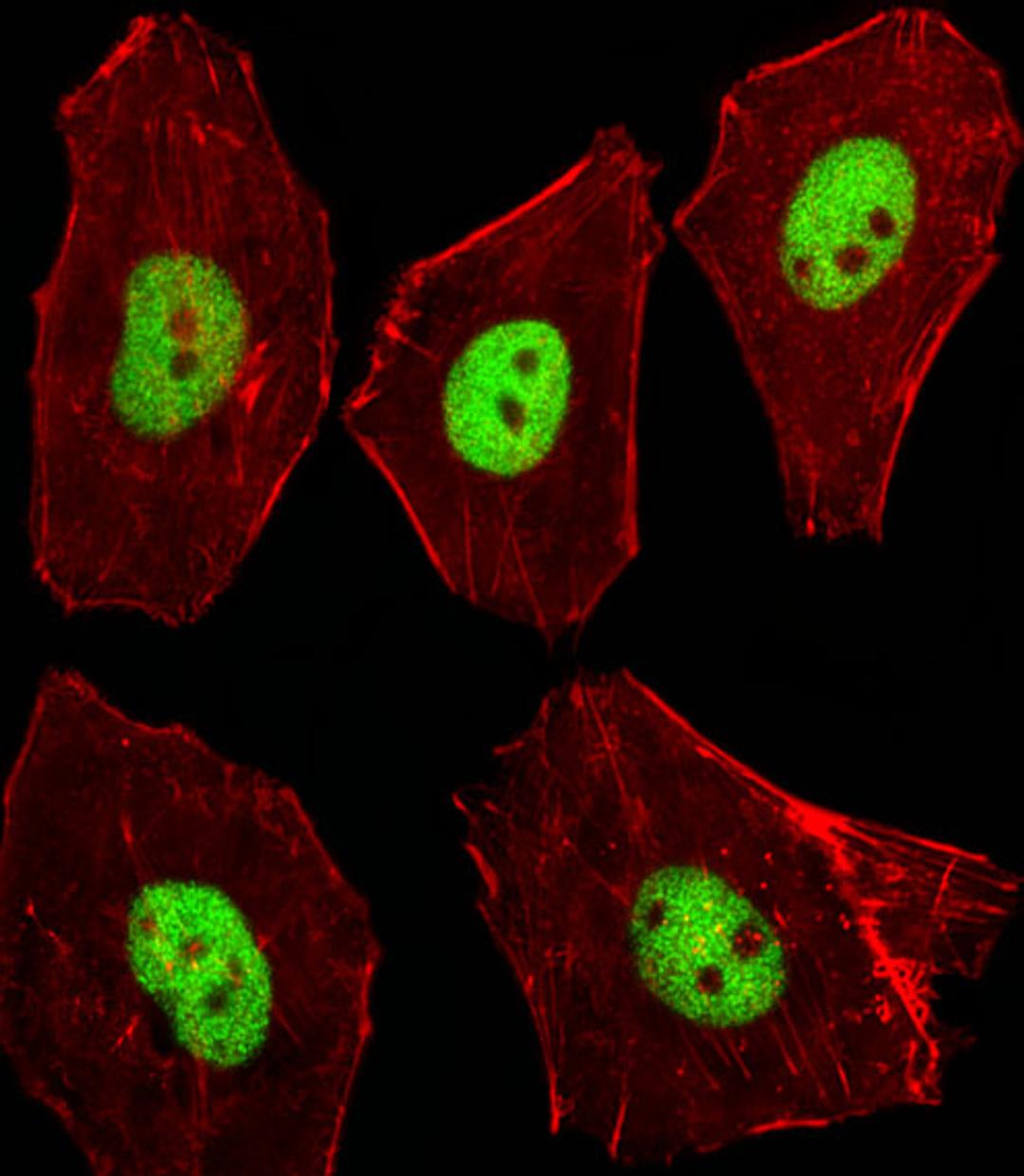 Fluorescent image of A549 cells stained with XAF1 Mouse Stk11 Antibody . AP17316b was diluted at 1:100 dilution. An Alexa Fluor 488-conjugated goat anti-rabbit lgG at 1:400 dilution was used as the secondary antibody (green). Cytoplasmic actin was counter