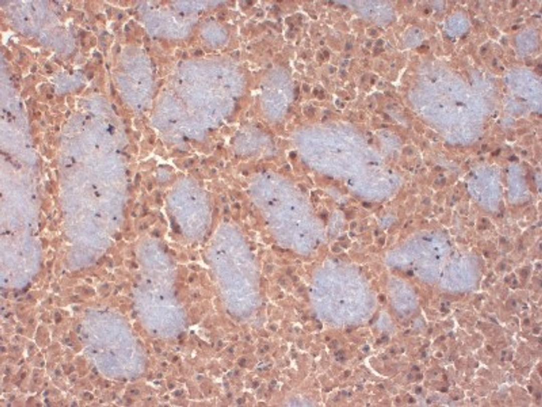 Immunohistochemistry-Frozen: KChIP2 Antibody (S60-73) [NBP1-47650] - frozen mouse brain sections using this antibody.