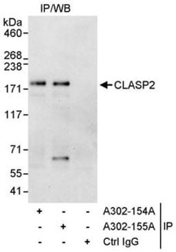 Detection of human CLASP2 by western blot of immunoprecipitates.