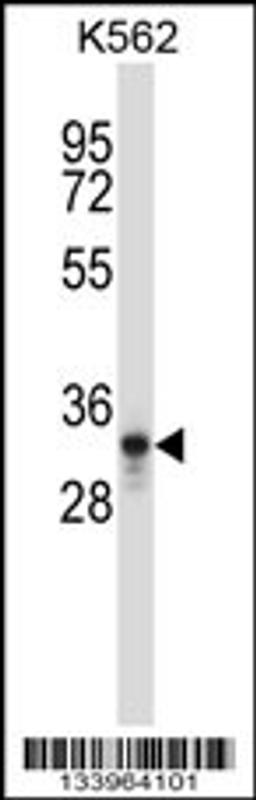 Western blot analysis in K562 cell line lysates (35ug/lane).