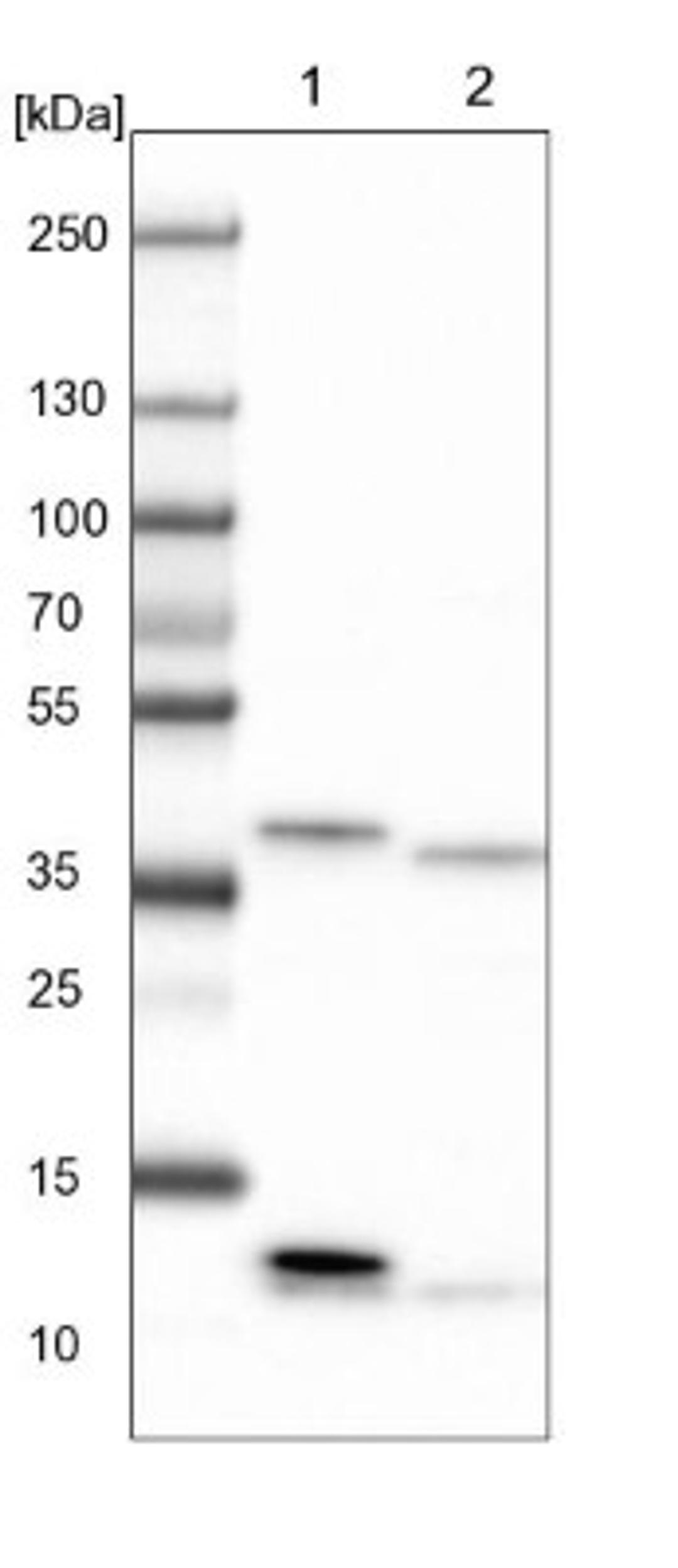 Western Blot: CIAPIN1 Antibody [NBP1-89096] - Lane 1: NIH-3T3 cell lysate (Mouse embryonic fibroblast cells)<br/>Lane 2: NBT-II cell lysate (Rat Wistar bladder tumour cells)