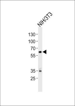 Western blot analysis of lysate from mouse NIH/3T3 cell line, using Mouse Ntrk2 Antibody at 1:1000 at each lane.