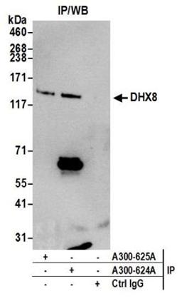 Detection of human DHX8 by western blot of immunoprecipitates.