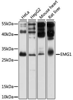 Western blot - EMG1 antibody (A4421)