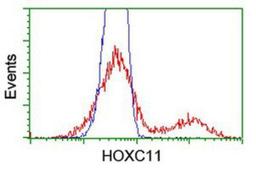 Flow Cytometry: HOXC11 Antibody (3E10) [NBP2-00499] - HEK293T cells transfected with either overexpression plasmid (Red) or empty vector control plasmid (Blue) were immunostained by anti-HOXC11 antibody, and then analyzed by flow cytometry.