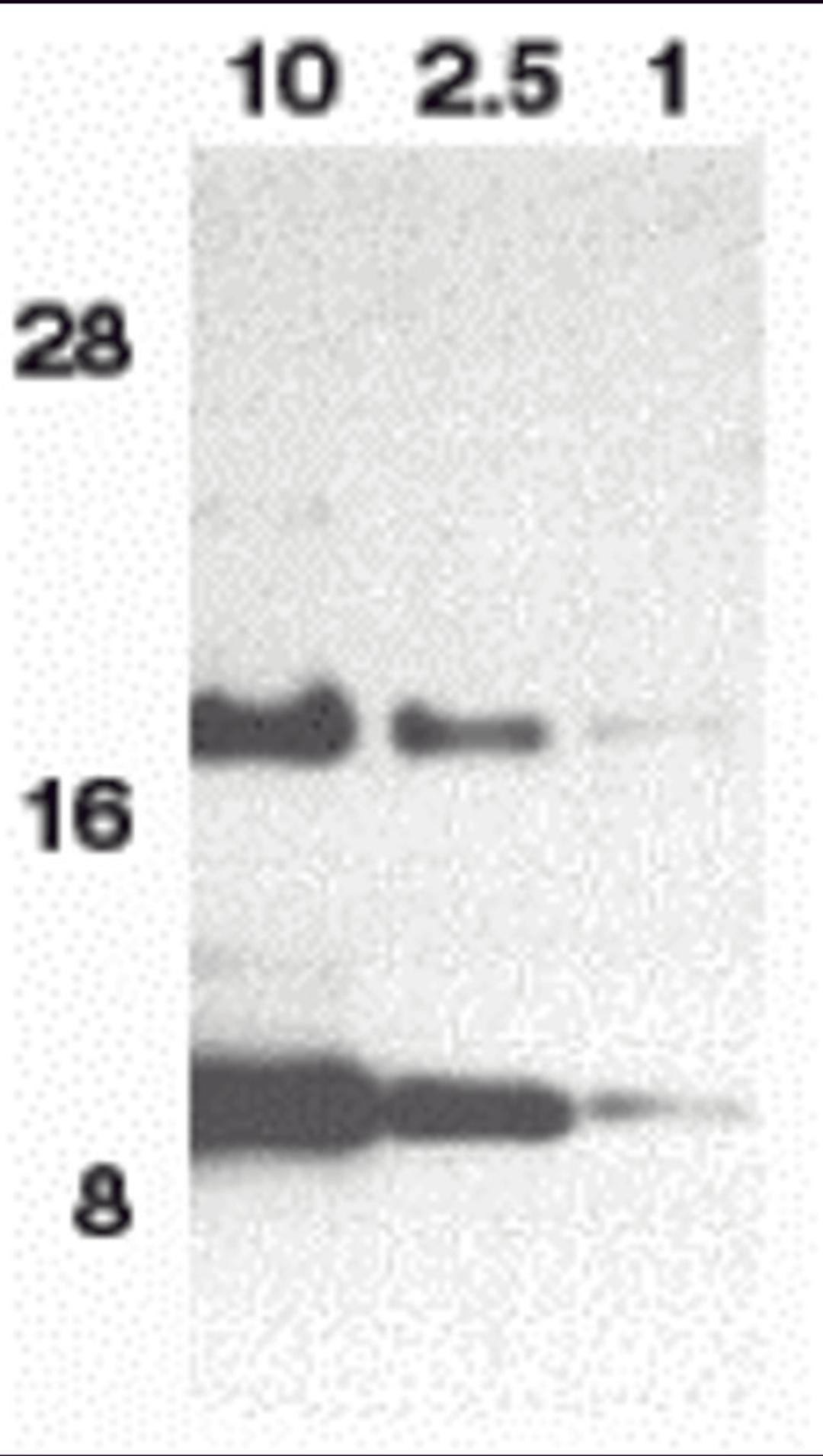 Western blot analysis of eotaxin in HeLa cell lysate containing 10, 2.5, or 1 ng of full length recombinant eotaxin with eotaxin antibody at 1 μg/mL.