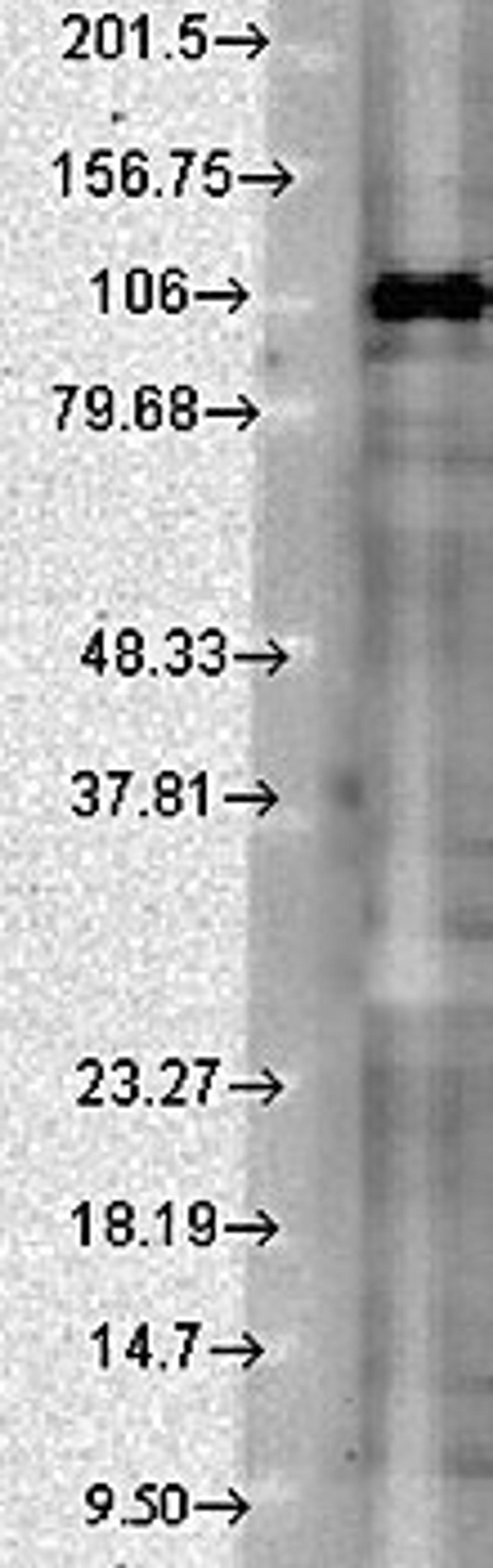 Western blot analysis of rat brain extract using SAP102 antibody