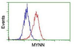 Flow Cytometry: Myoneurin Antibody (1F10) [NBP2-03899] - Analysis of Hela cells, using anti-Myoneurin antibody, (Red), compared to a nonspecific negative control antibody (Blue).