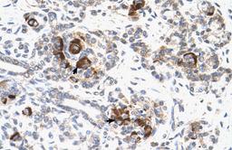 Antibody used in IHC on Human Pancreas.