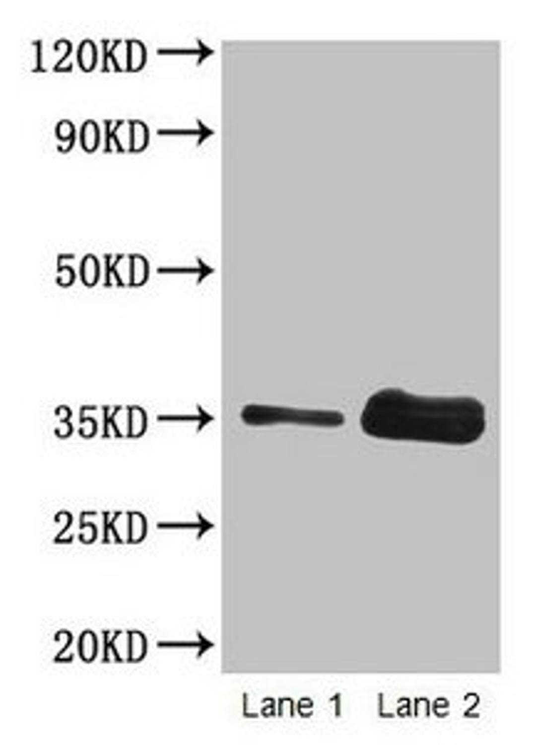 Western blot. All lanes: Wheat Gliadin at 2µg/ml. Lane 1: Wheat flour at 2µg. Lane 2: Wheat flour at 10µg. Secondary. Goat polyclonal to rabbit IgG at 1/15000 dilution. Predicted band size: 35 kDa. Observed band size: 35 kDa