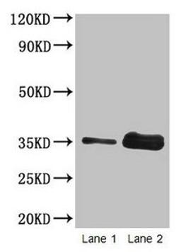 Western blot. All lanes: Wheat Gliadin at 2µg/ml. Lane 1: Wheat flour at 2µg. Lane 2: Wheat flour at 10µg. Secondary. Goat polyclonal to rabbit IgG at 1/15000 dilution. Predicted band size: 35 kDa. Observed band size: 35 kDa