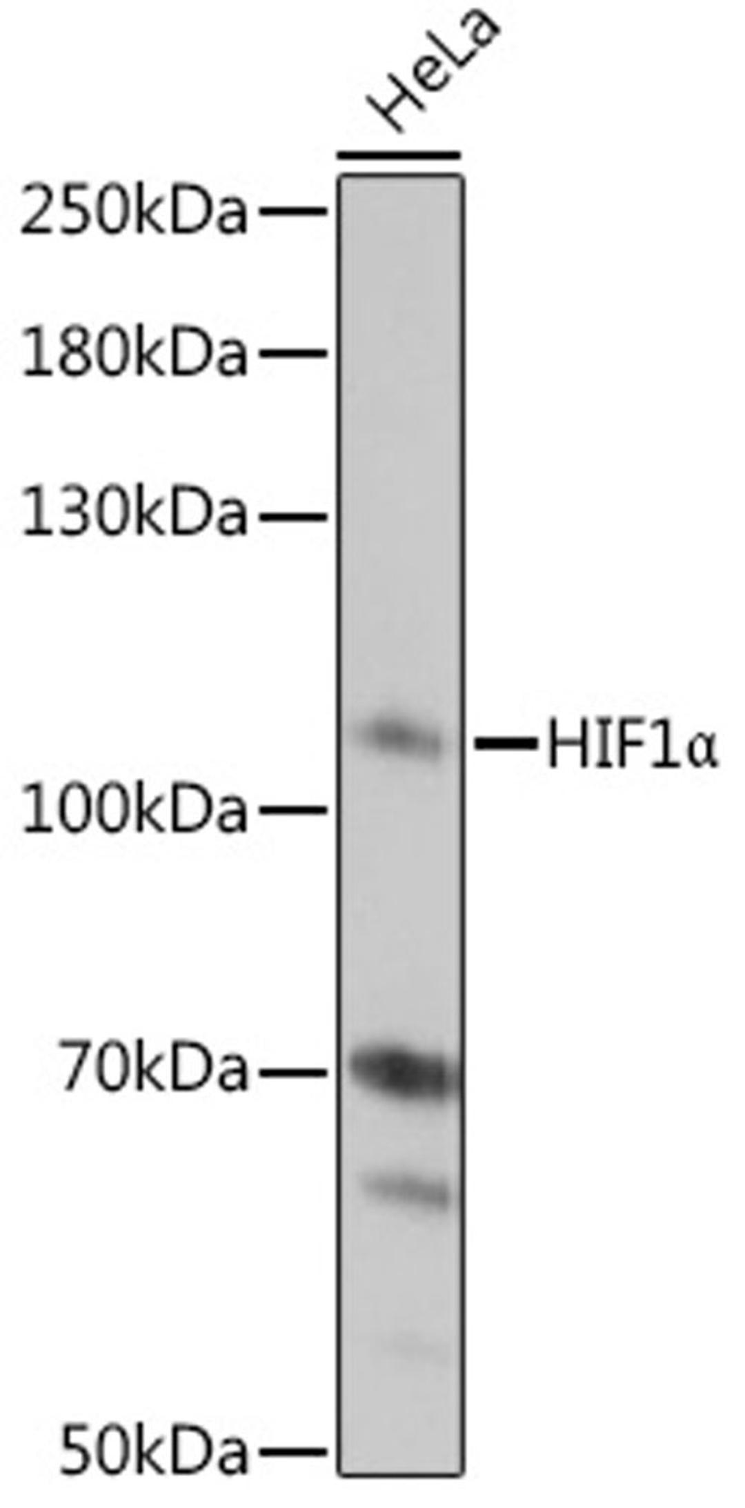 Western blot - HIF1a antibody (A6265)