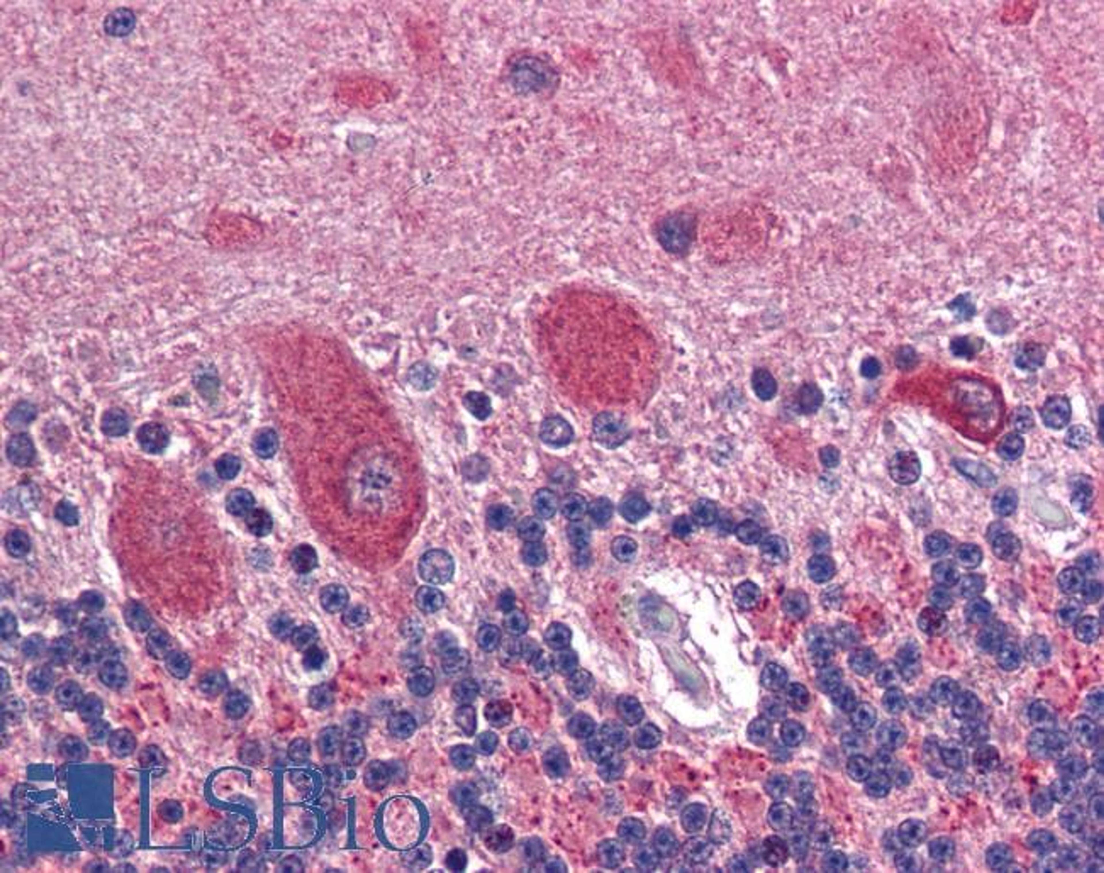 45-648 (2.5ug/ml) staining of paraffin embedded Human Cerebellum. Steamed antigen retrieval with citrate buffer pH 6, AP-staining. 