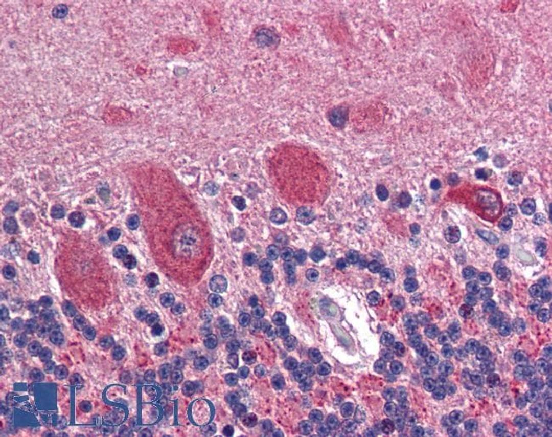 45-648 (2.5ug/ml) staining of paraffin embedded Human Cerebellum. Steamed antigen retrieval with citrate buffer pH 6, AP-staining.