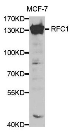 Western blot analysis of extracts of MCF-7 cell lines using RFC1 antibody