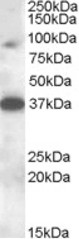 46-938 (0.3ug/ml) staining of Rat Testis lysate (35ug protein in RIPA buffer). Detected by chemiluminescence.