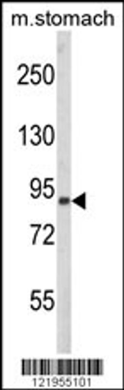 Western blot analysis of PARD3 Antibody in mouse stomach tissue lysates (35ug/lane)