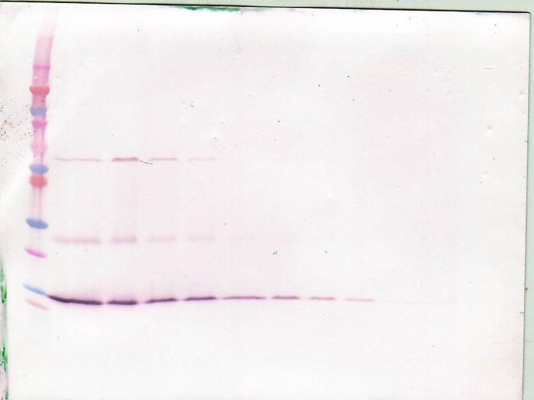 To detect hBDNF by Western Blot analysis this antibody can be used at a concentration of 0.1-0.2 ug/ml. Used in conjunction with compatible secondary reagents the detection limit for recombinant hBDNF is 1.5-3.0 ng/lane, under either reducing or non-reduc