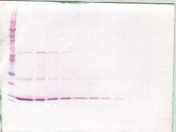 To detect hBDNF by Western Blot analysis this antibody can be used at a concentration of 0.1-0.2 ug/ml. Used in conjunction with compatible secondary reagents the detection limit for recombinant hBDNF is 1.5-3.0 ng/lane, under either reducing or non-reduc