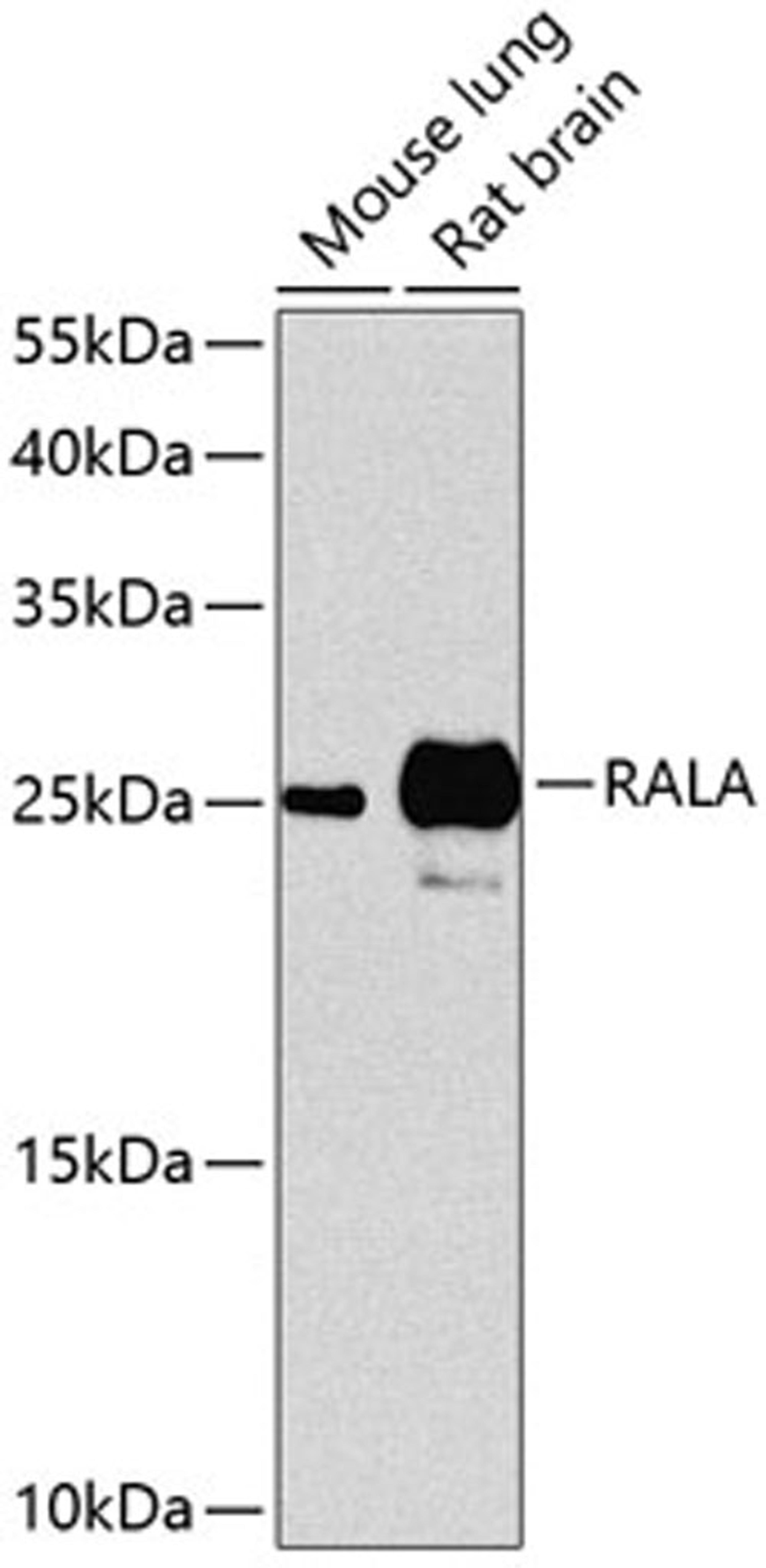 Western blot - RALA antibody (A0541)