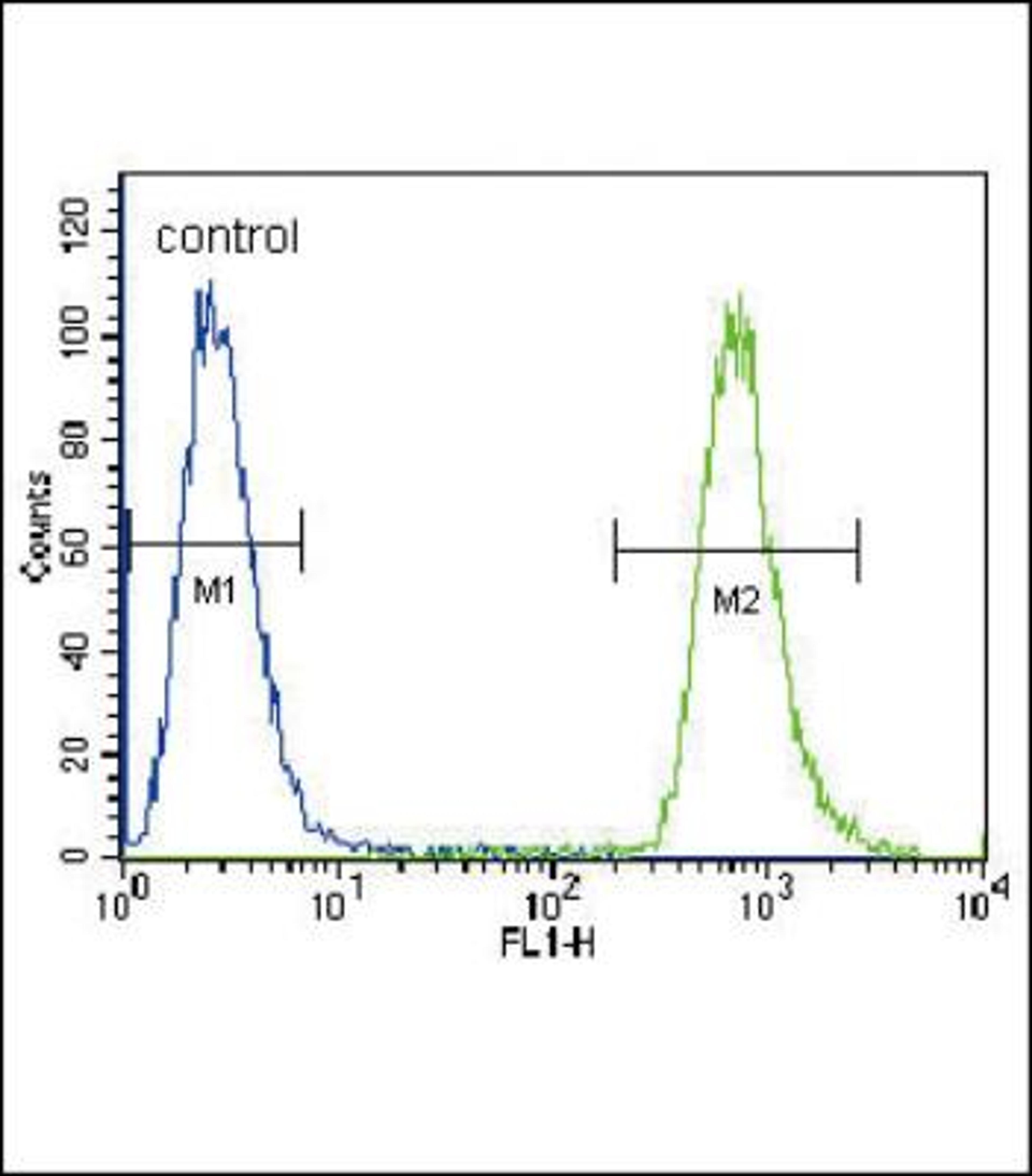 Flow Cytometry: NEU2 Antibody [NBP2-30039] - Flow cytometric analysis of A549 cells (right histogram) compared to a negative control cell (left histogram).FITC-conjugated goat-anti-rabbit secondary antibodies were used for the analysis.