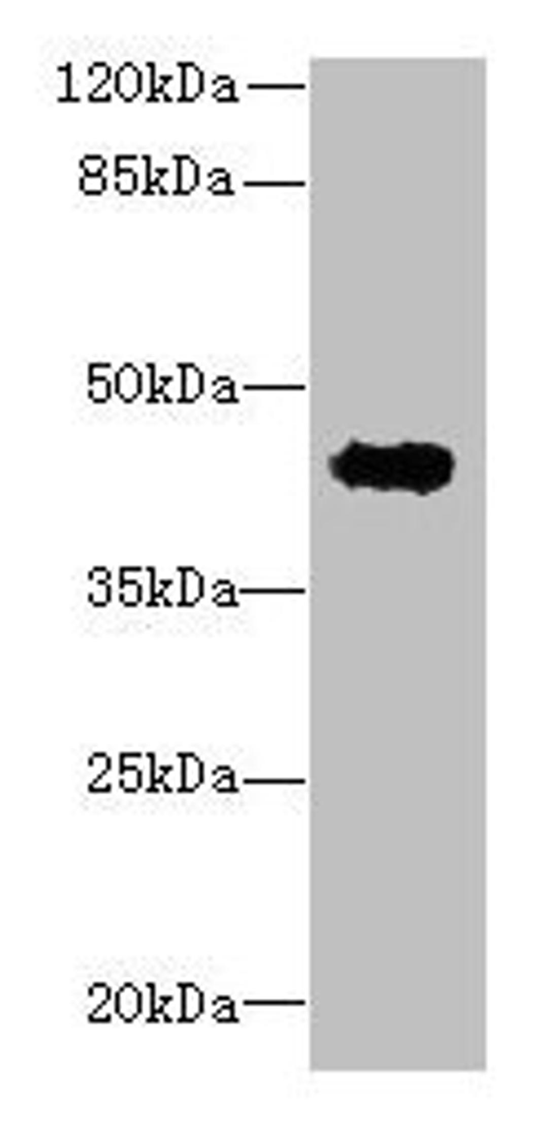 Western blot. All lanes: RPUSD4 antibody at 0.5µg/ml + MCF-7 whole cell lysate. Secondary. Goat polyclonal to rabbit IgG at 1/10000 dilution. Predicted band size: 43, 39 kDa. Observed band size: 43 kDa