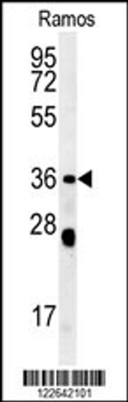 Western blot analysis in Ramos cell line lysates (35ug/lane).