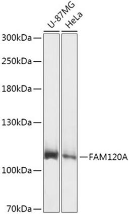 Western blot - FAM120A antibody (A17658)