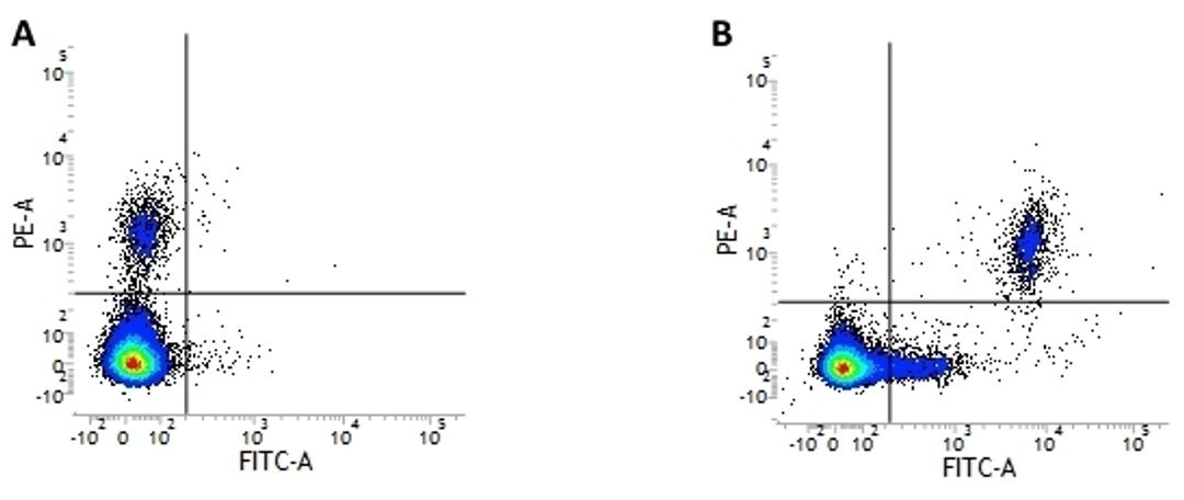 Figure A. Mouse anti Human CD19. Figure B. Mouse anti Human CD19 and Mouse anti Human CD20.