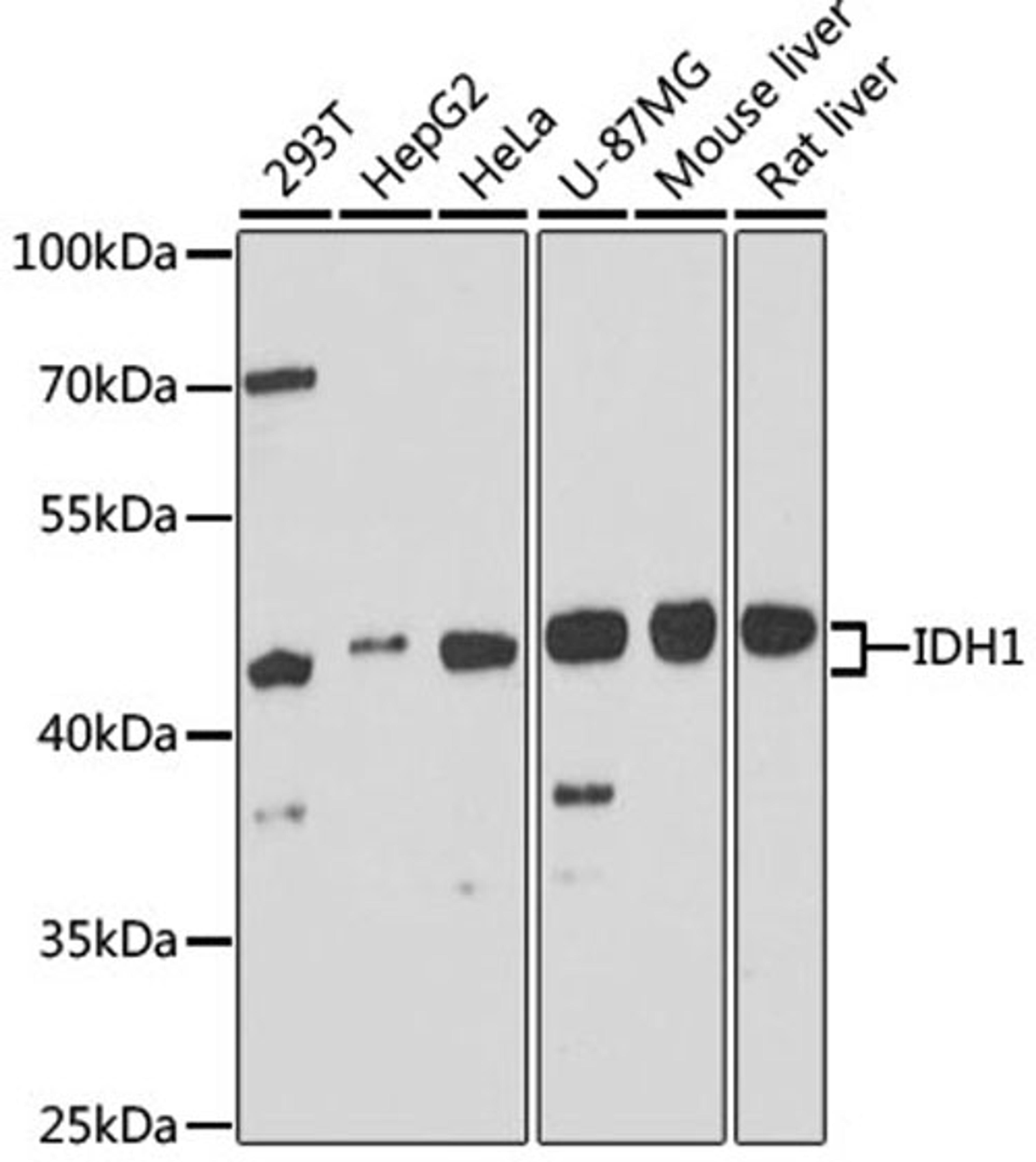 Western blot - IDH1 antibody (A13245)