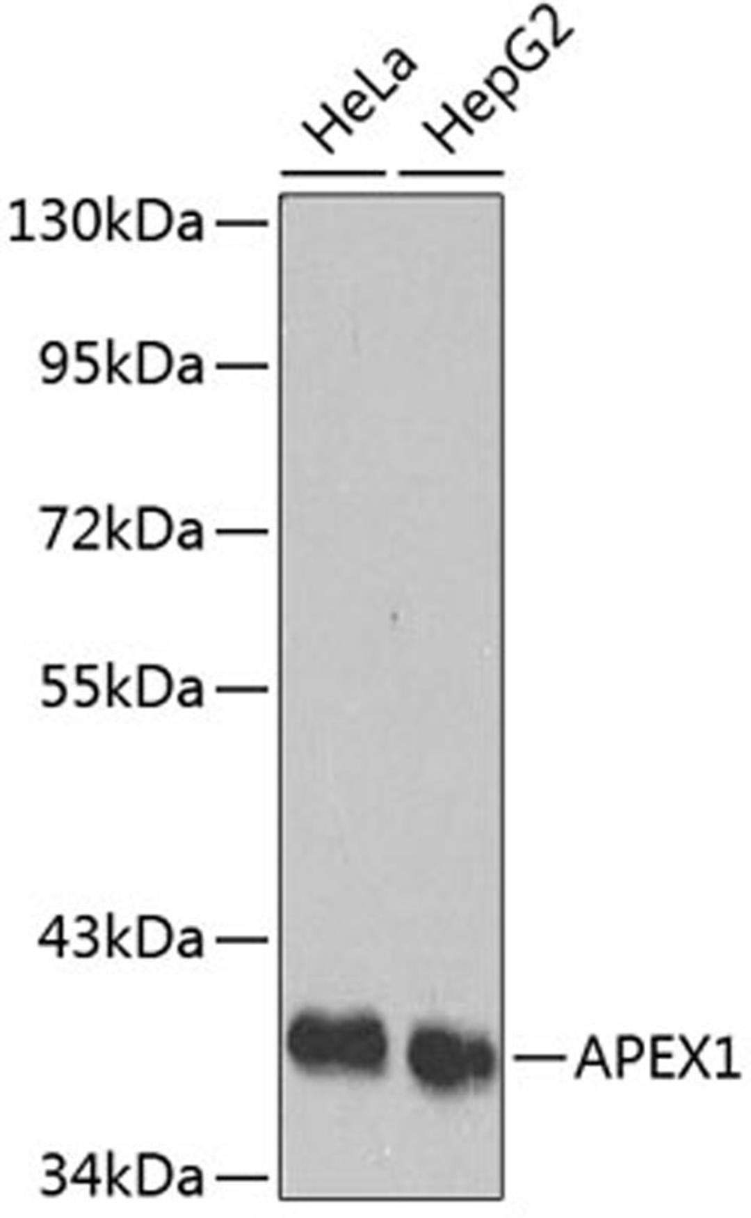 Western blot - APEX1 antibody (A1117)